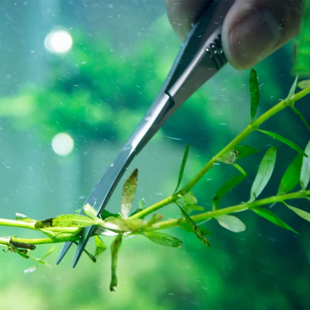 Curved Straight Spring Scissor - Aquarium Plant Utensils review and price